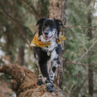 dog hiking boots