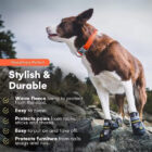 dog walking shoes