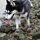 dog hiking boots